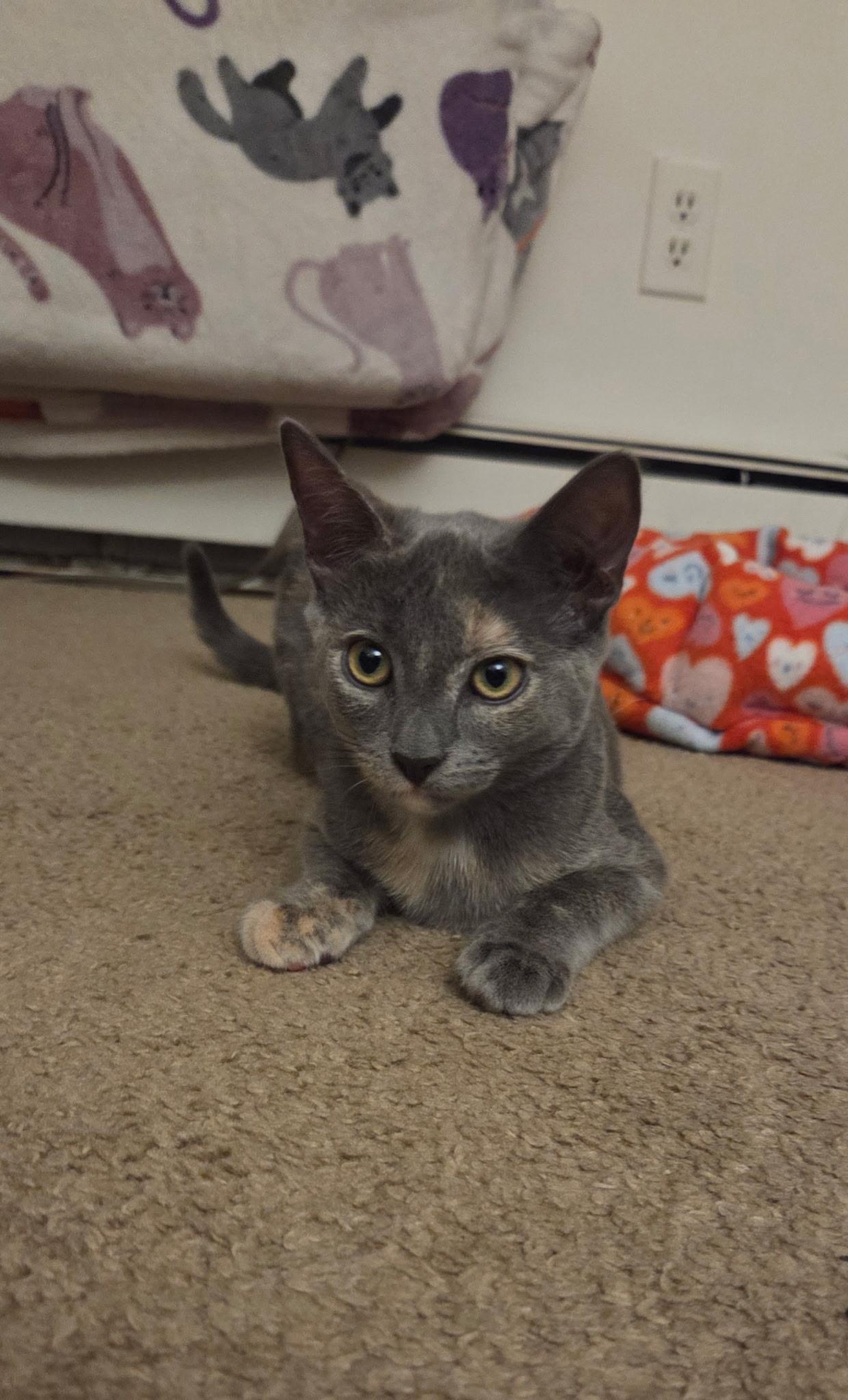 Enlarge Chai , an adopted Dilute Tortoiseshell in Seaford, NY image 1/6