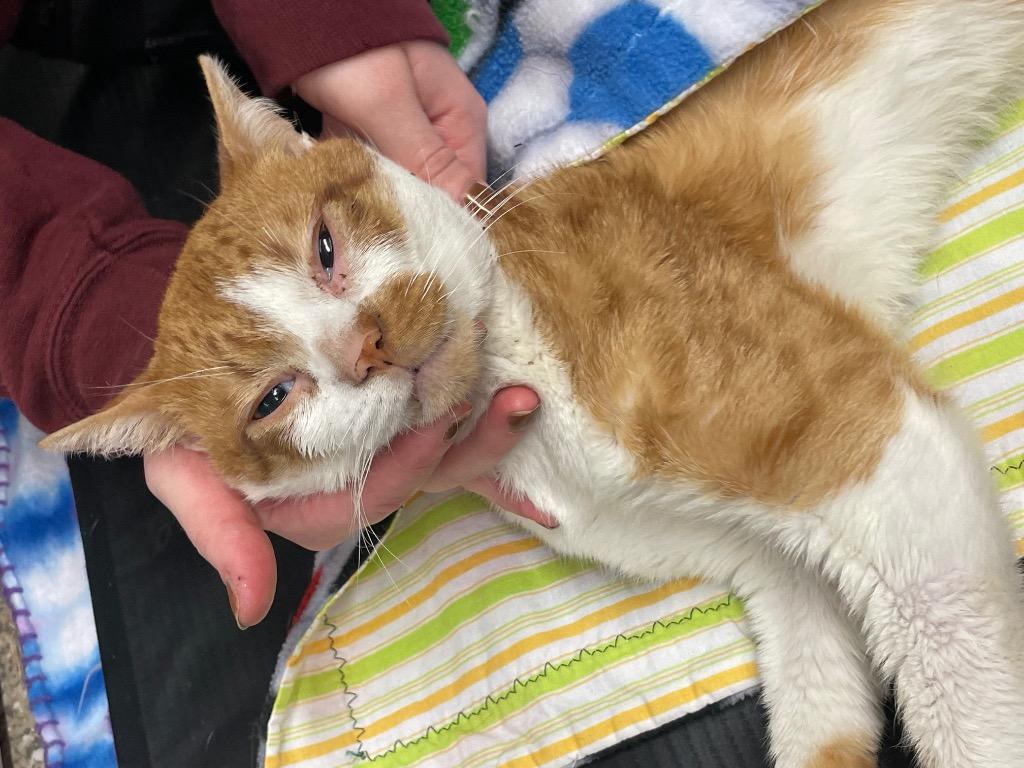 Diego, Adoptable, Adult Male Domestic Short Hair.