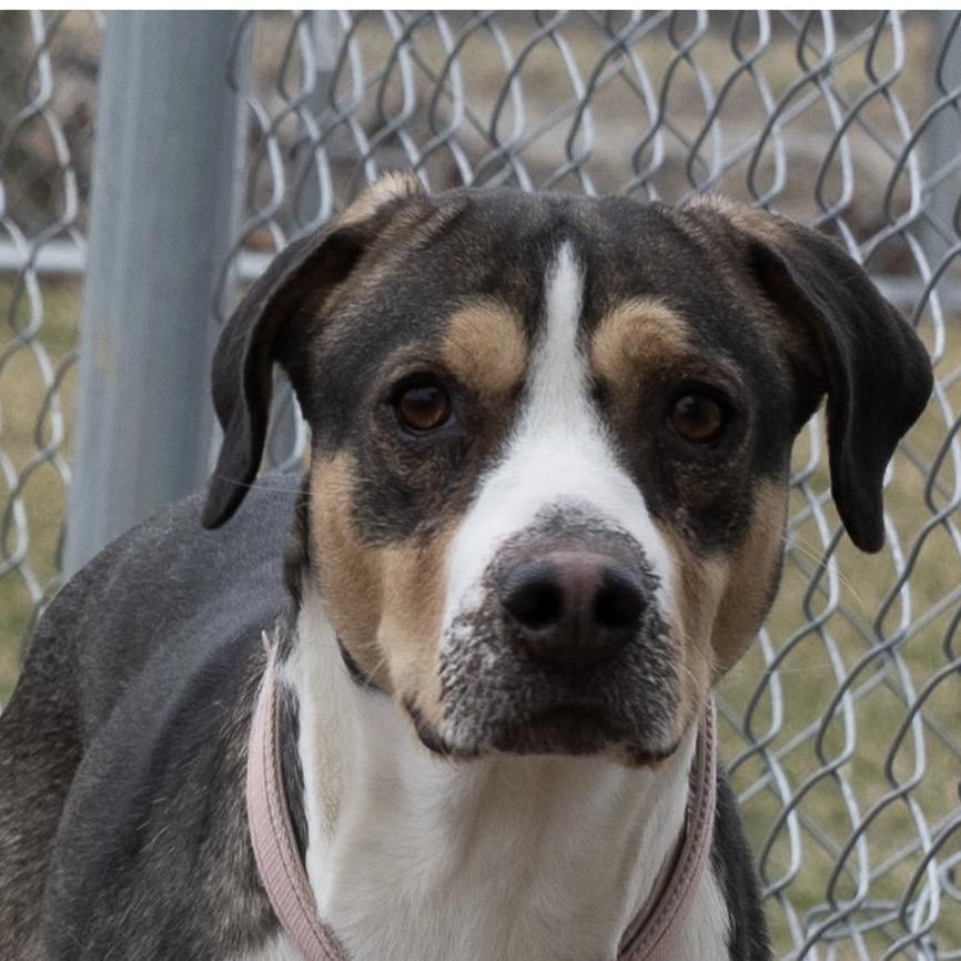 Enlarge Beignet, a Adoptable Catahoula Leopard Dog in Tipton, IN image 2/5