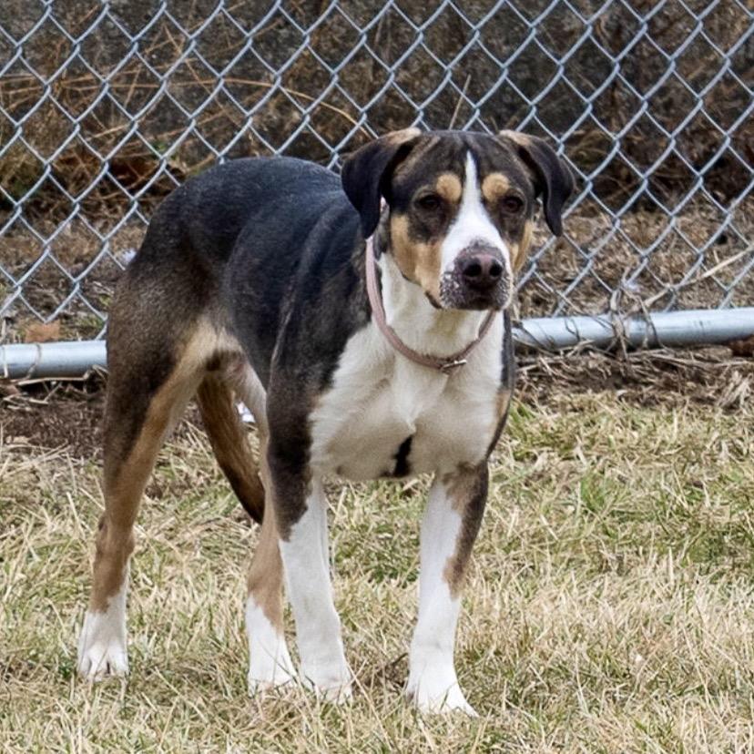 Enlarge Beignet, a Adoptable Catahoula Leopard Dog in Tipton, IN image 3/5