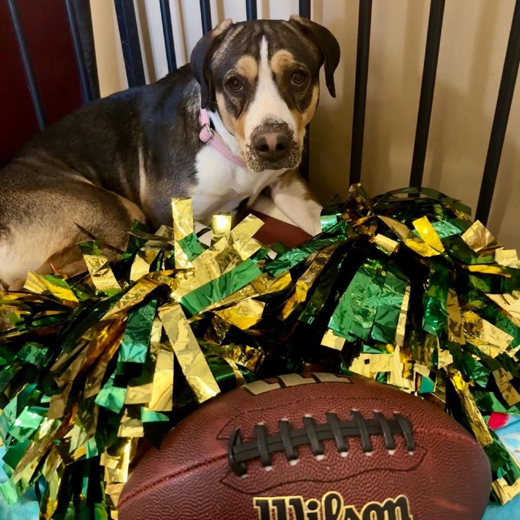 Enlarge Beignet, a Adoptable Catahoula Leopard Dog in Tipton, IN image 4/6