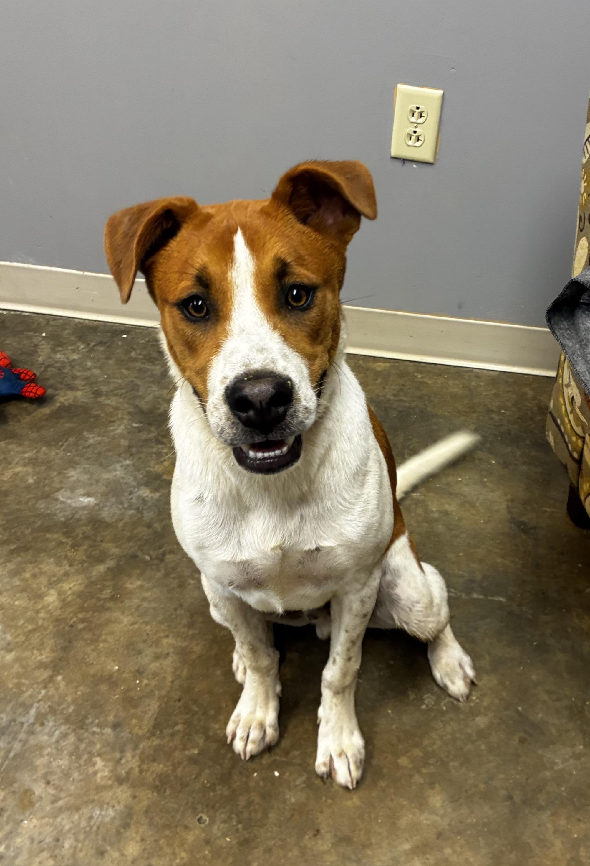 Rebel, a Adoptable mixed breed in Senatobia, MS image 1/2