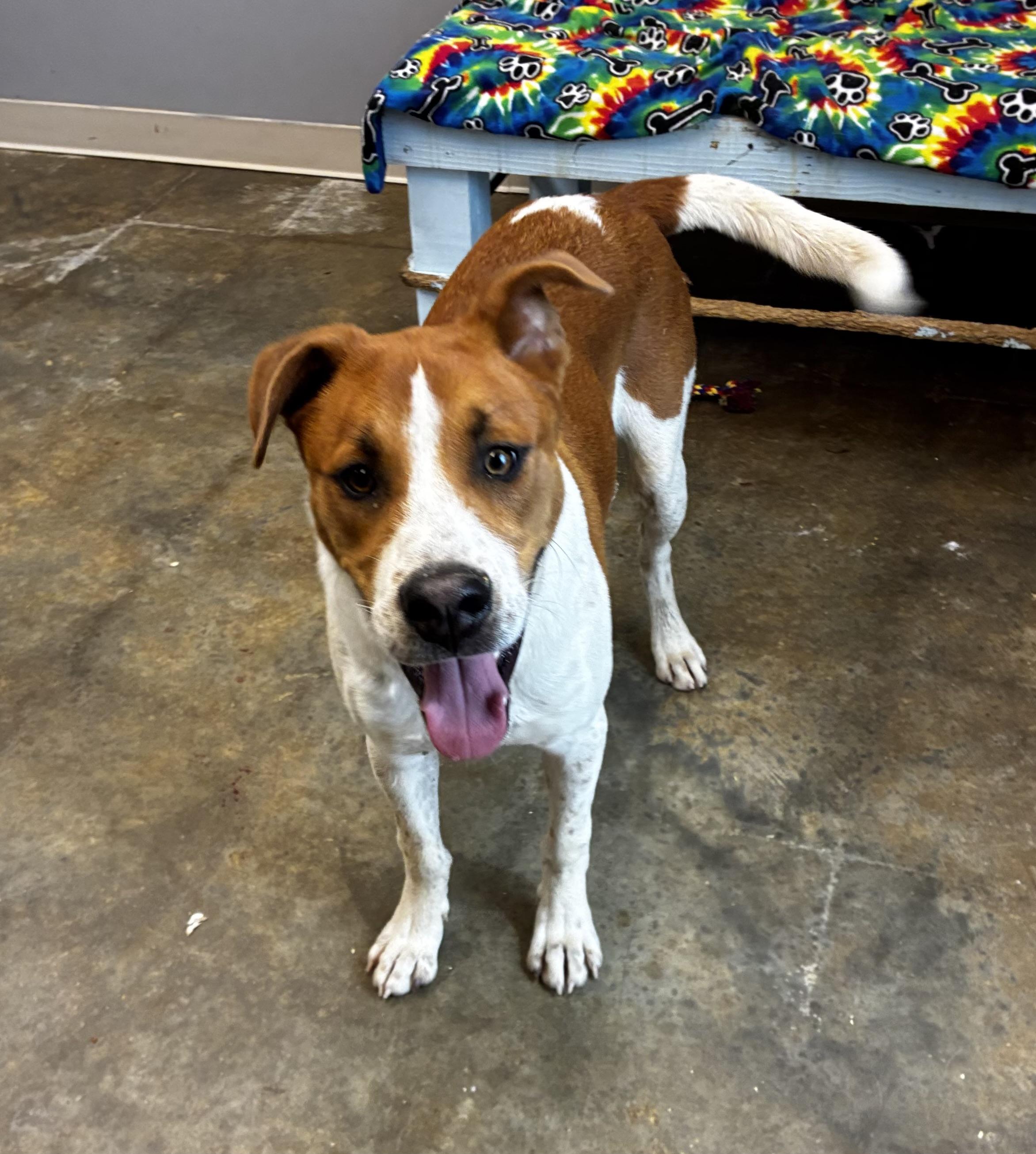 Rebel, a Adoptable mixed breed in Senatobia, MS image 2/2