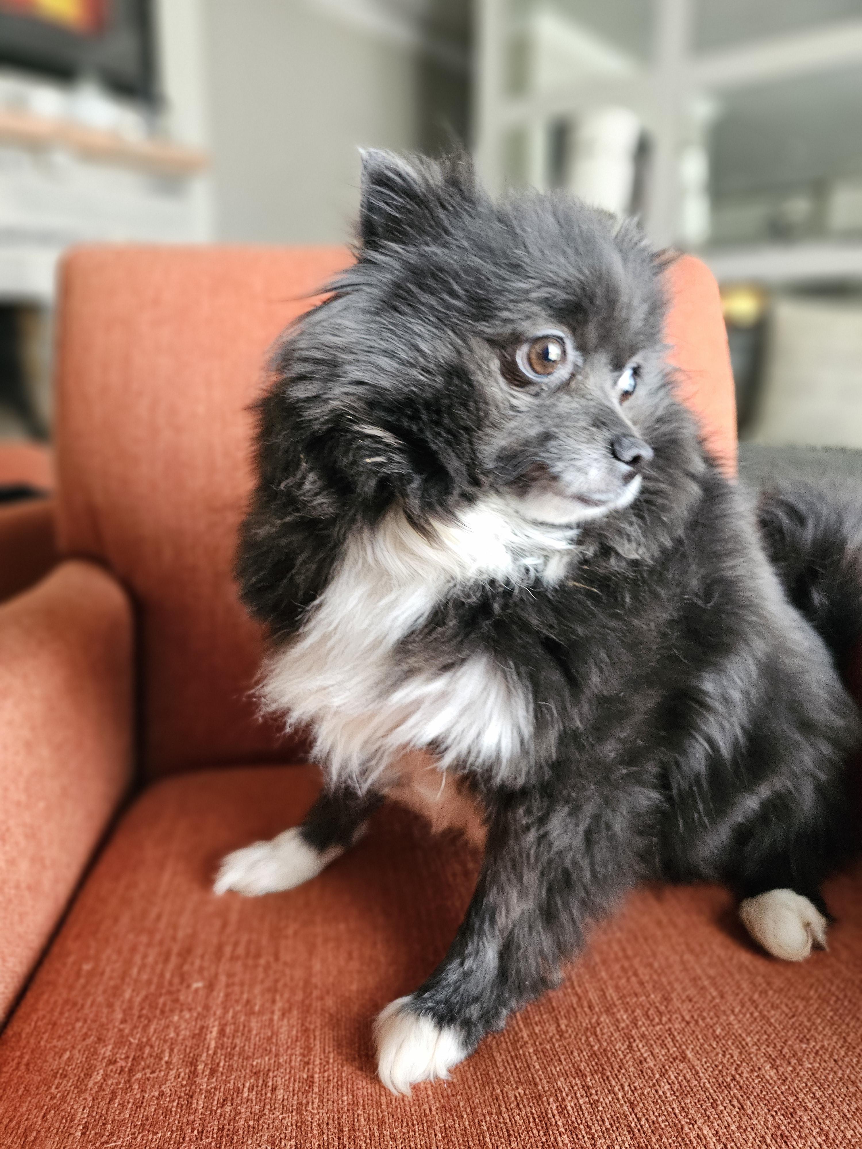 Enlarge Daffodil, a Adoptable Pomeranian in Richmond, KY image 1/3