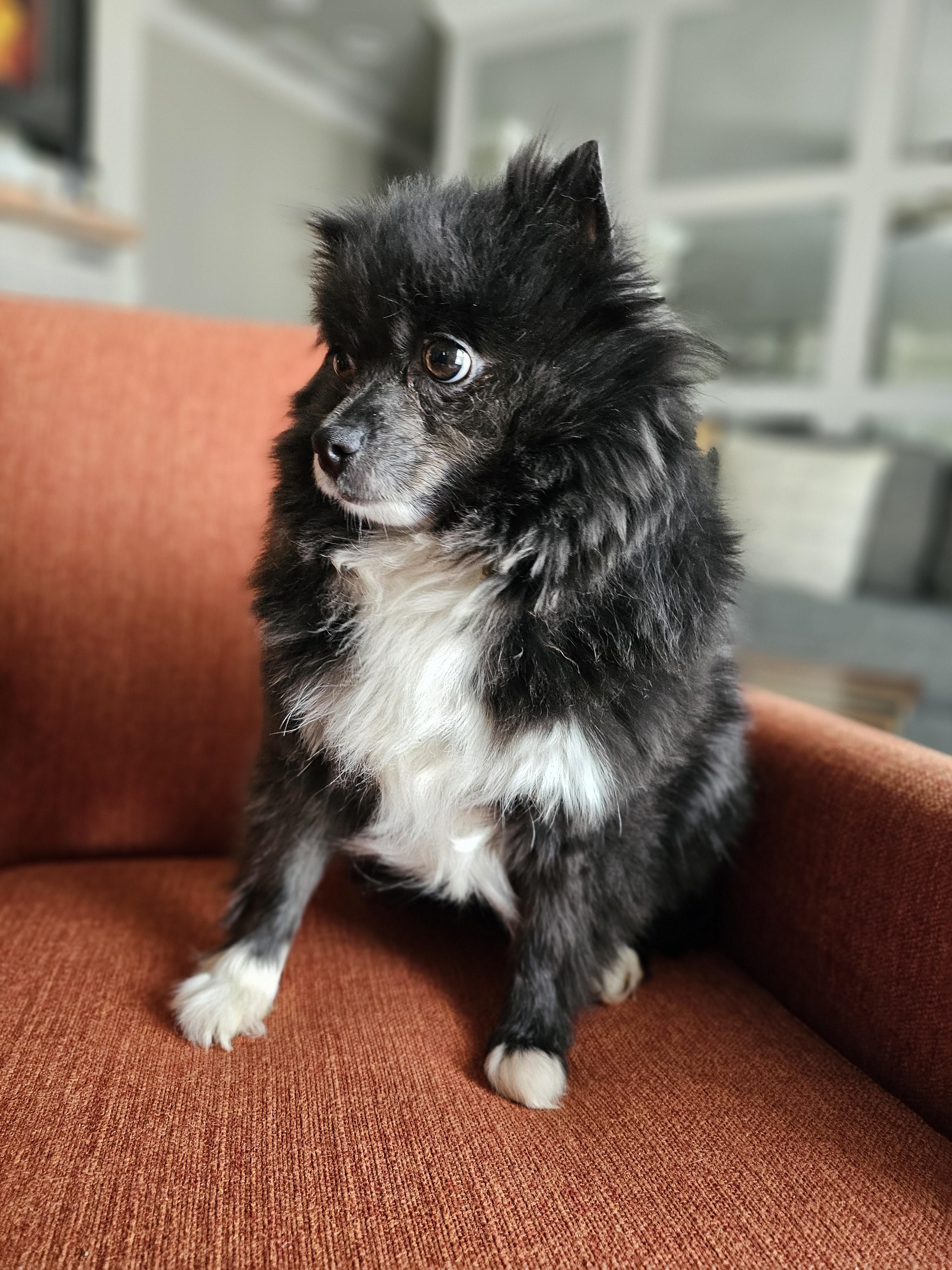 Enlarge Daffodil, a Adoptable Pomeranian in Richmond, KY image 2/3