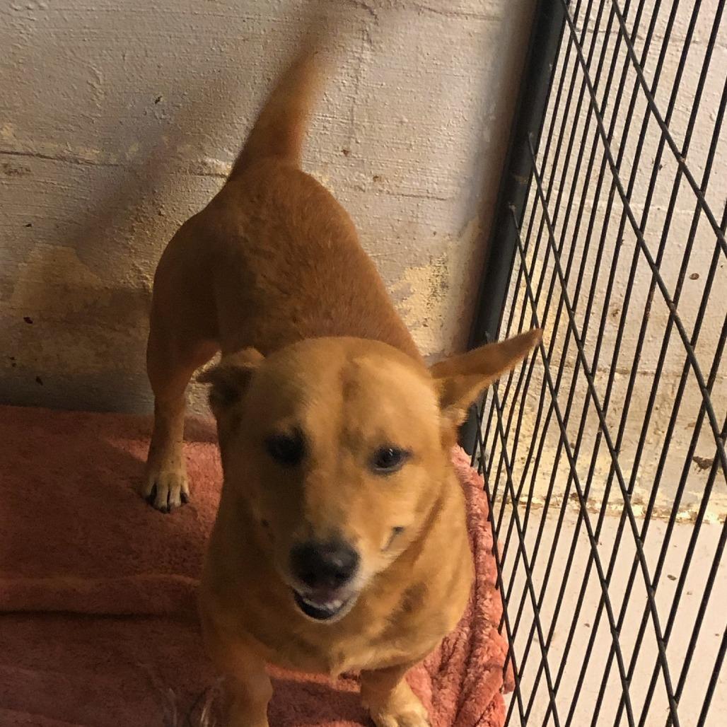 Daga, Adoptable, Adult Male Cardigan Welsh Corgi.