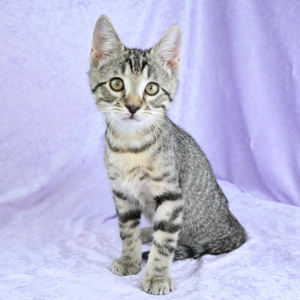 Memphis, Adoptable, Kitten Male Domestic Short Hair.