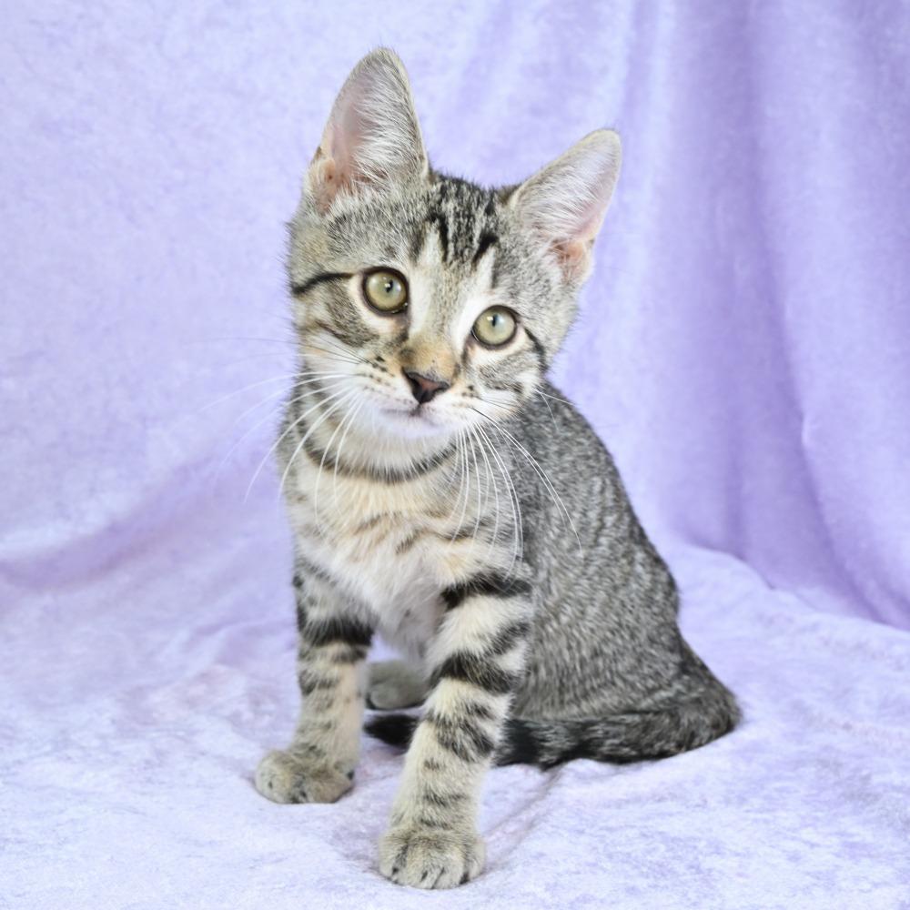 Enlarge Memphis, a Adoptable Domestic Short Hair in Mobile, AL image 2/6