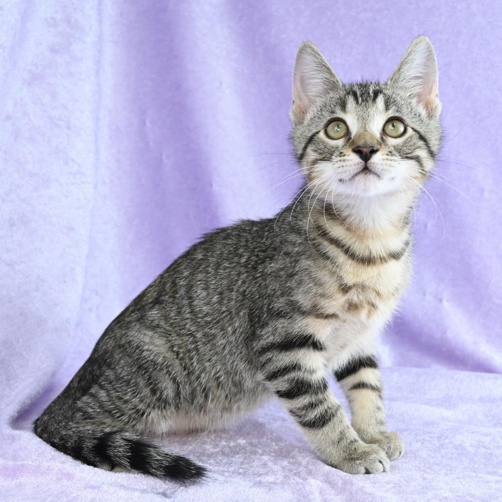 Enlarge Memphis, a Adoptable Domestic Short Hair in Mobile, AL image 3/6