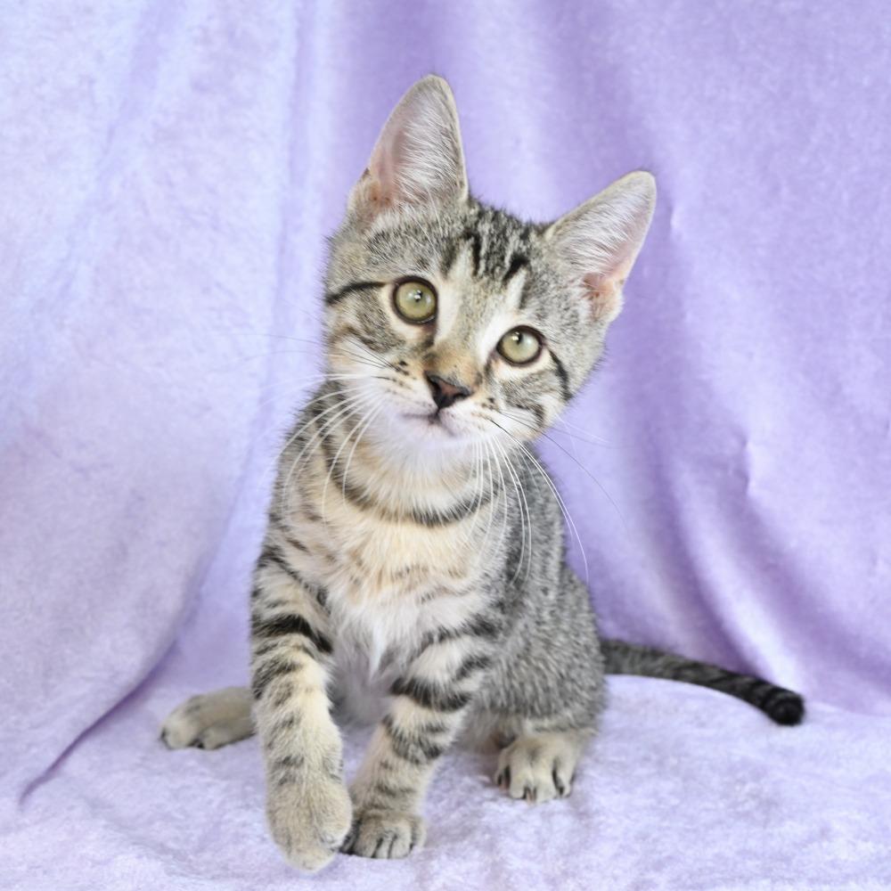 Enlarge Memphis, a Adoptable Domestic Short Hair in Mobile, AL image 4/6
