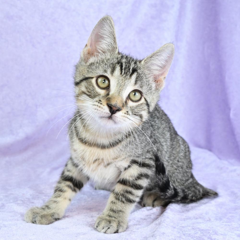 Enlarge Memphis, a Adoptable Domestic Short Hair in Mobile, AL image 5/6