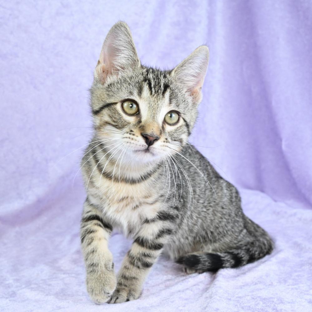 Enlarge Memphis, a Adoptable Domestic Short Hair in Mobile, AL image 6/6