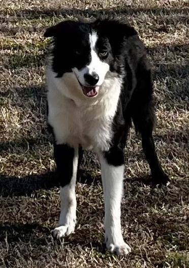 Enlarge Bo, a ADOPTABLE Border Collie in Cordova, TN image 2/3