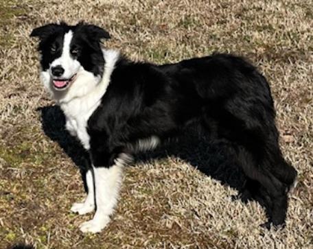 Bo, ADOPTABLE, Young Male Border Collie.