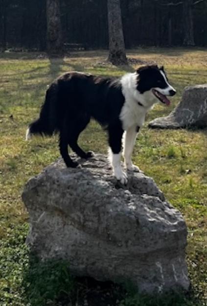 Enlarge Bo, a ADOPTABLE Border Collie in Cordova, TN image 3/3