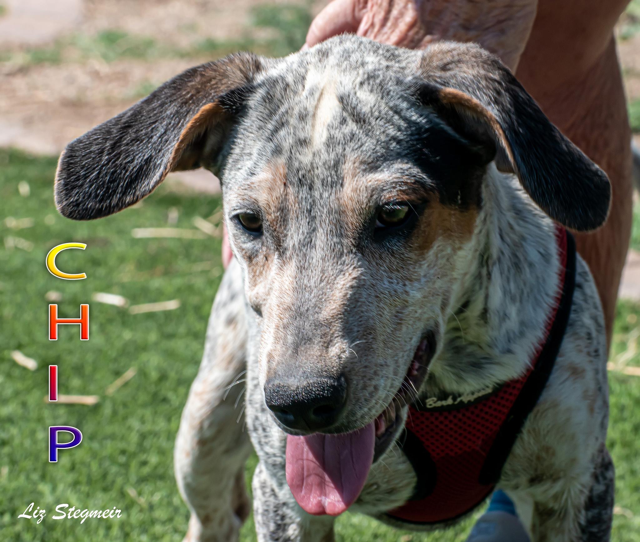 Enlarge Chip, a Adoptable mixed breed in Mayer, AZ image 1/1