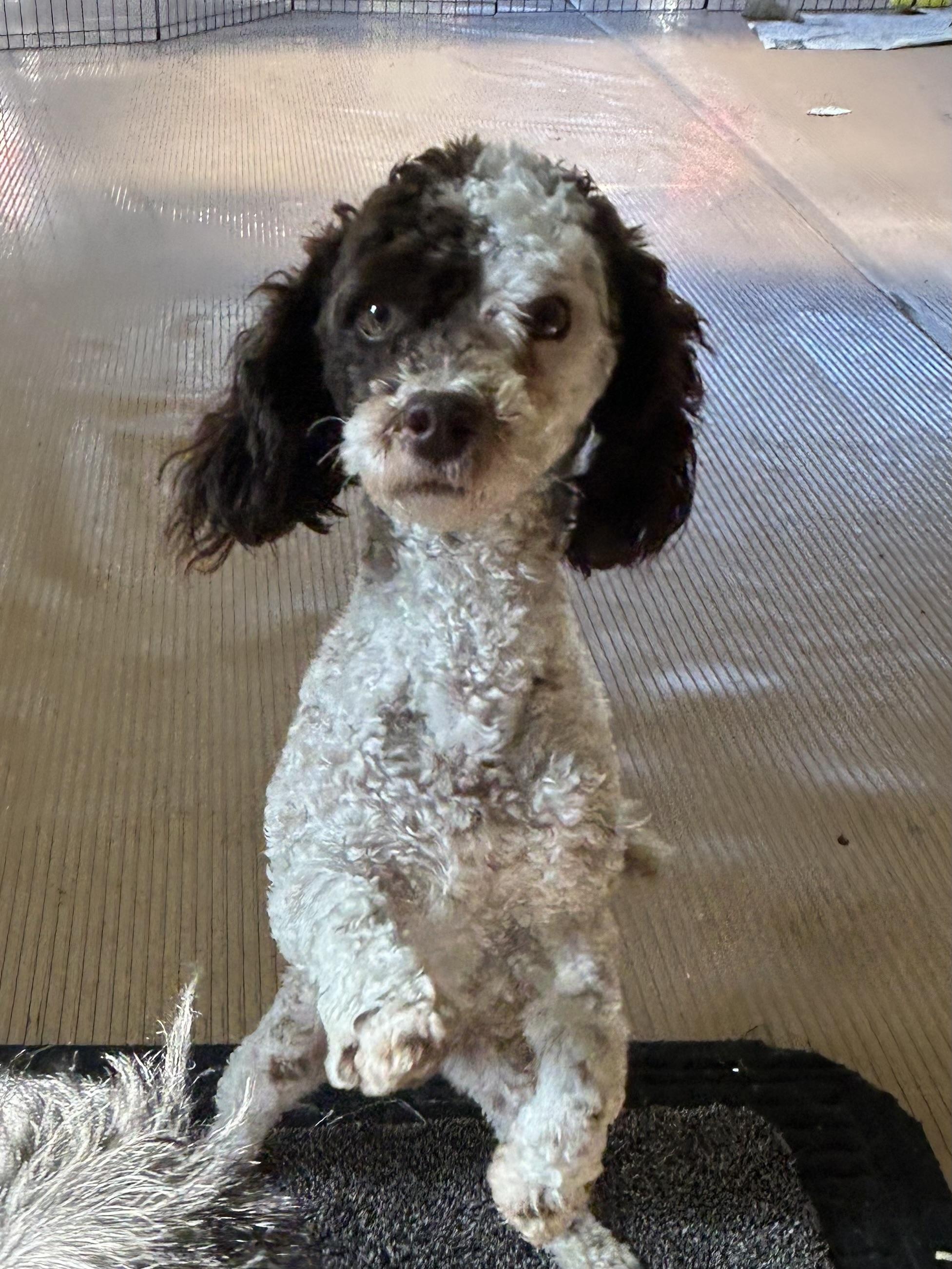 Enlarge MARGOT, a Adoptable Poodle in Rossford, OH image 3/5