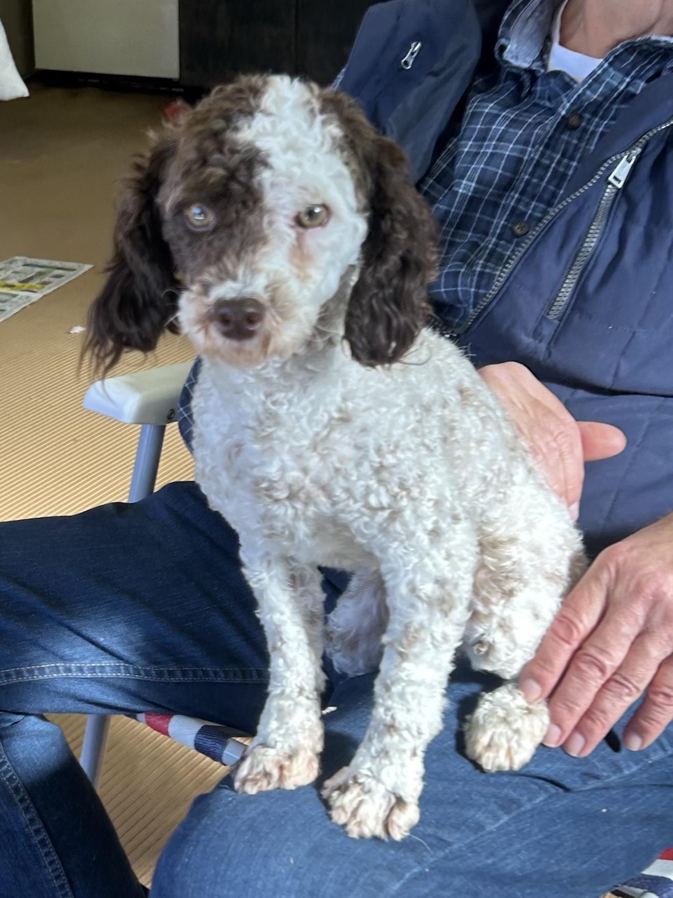 MARGOT, Adoptable, Young Female Poodle.