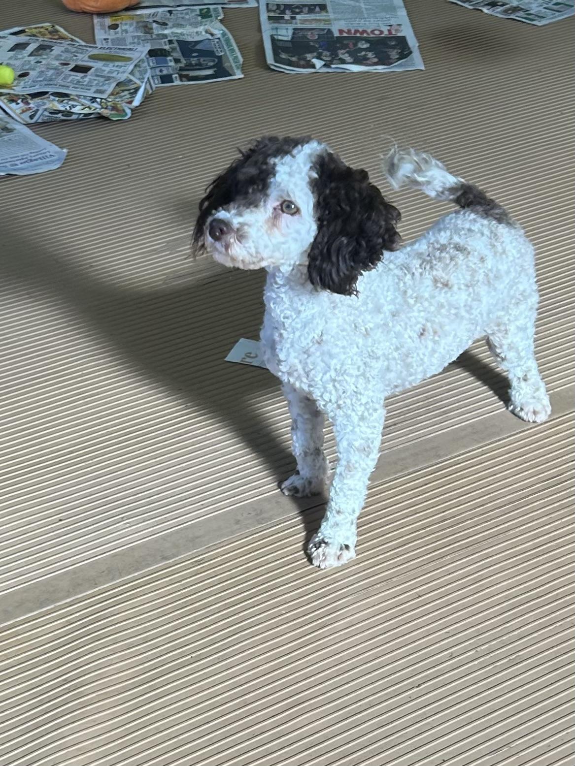 Enlarge MARGOT, a Adoptable Poodle in Rossford, OH image 4/5