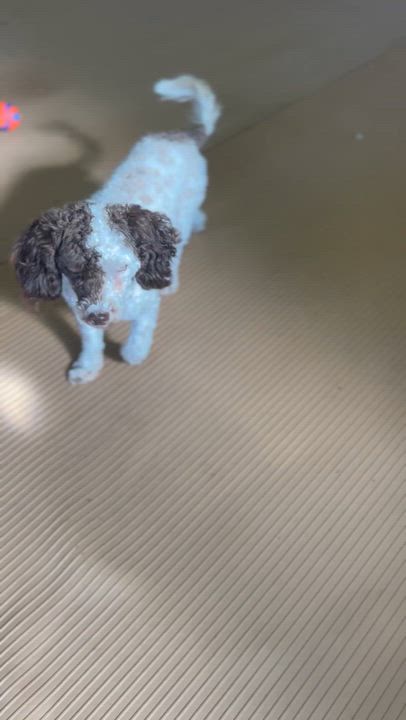 Enlarge MARGOT, a Adoptable Poodle in Rossford, OH video 5/5