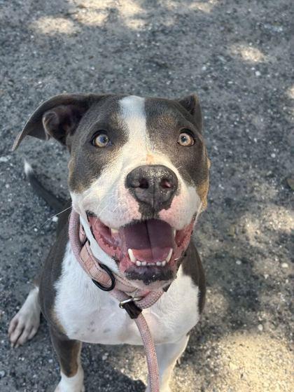 Enlarge Ellie - 2, a Adoptable mixed breed in Daytona Beach, FL image 1/3