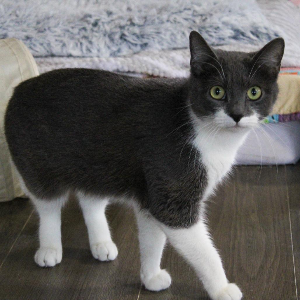 Enlarge Lovey, a Adoptable Domestic Short Hair in Pittsburgh, PA image 2/2