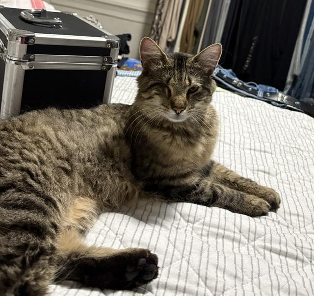 TASHA, Adoptable, Young Female Maine Coon & Domestic Long Hair.