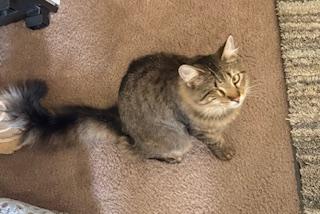 Enlarge TASHA, a Adoptable mixed breed in Churchville, PA image 6/6