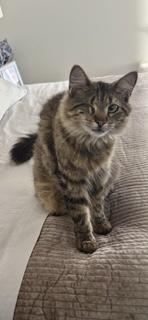 Enlarge TASHA, a Adoptable mixed breed in Churchville, PA image 2/6