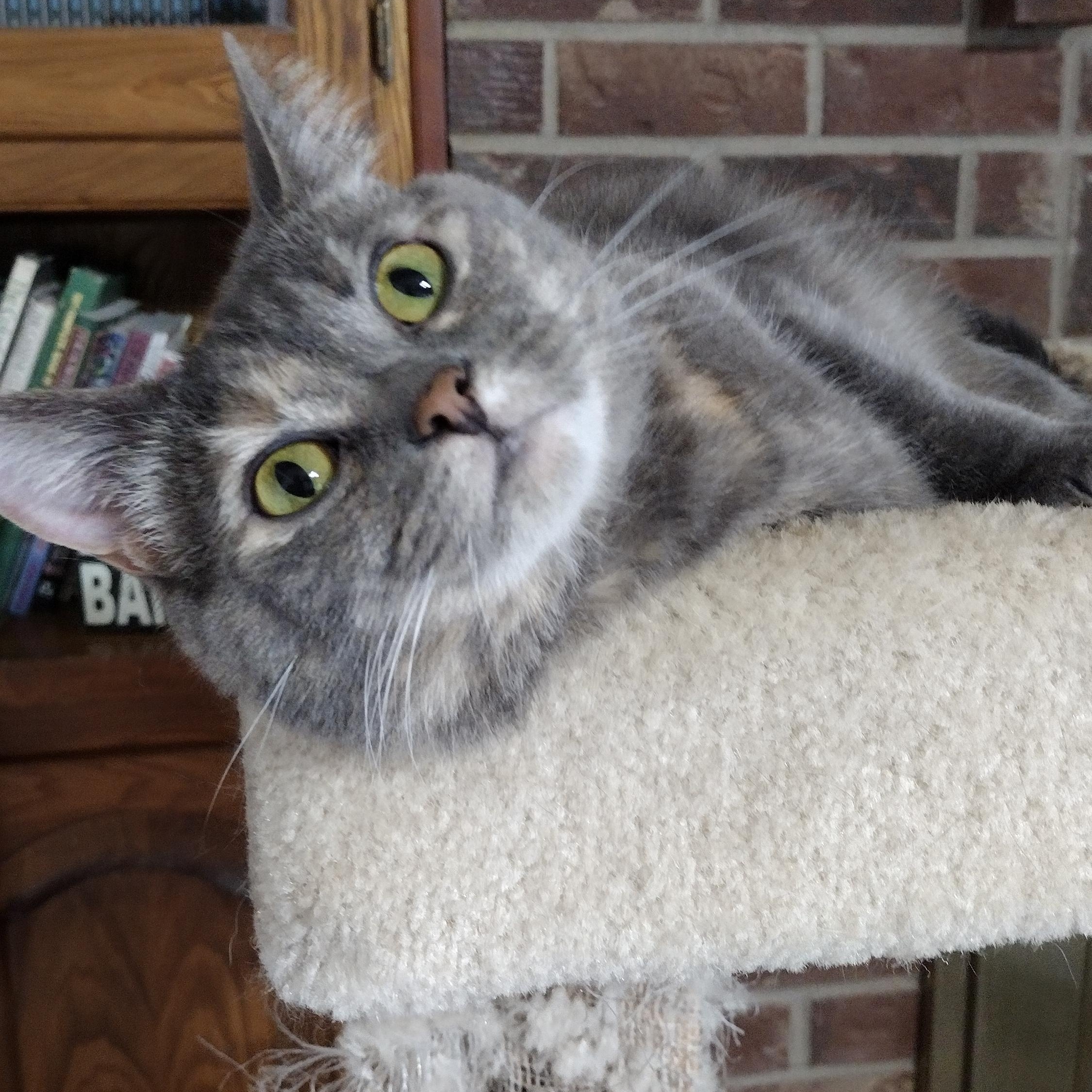 Enlarge RAVEN, a Adoptable Dilute Tortoiseshell in Mineola, TX image 1/1