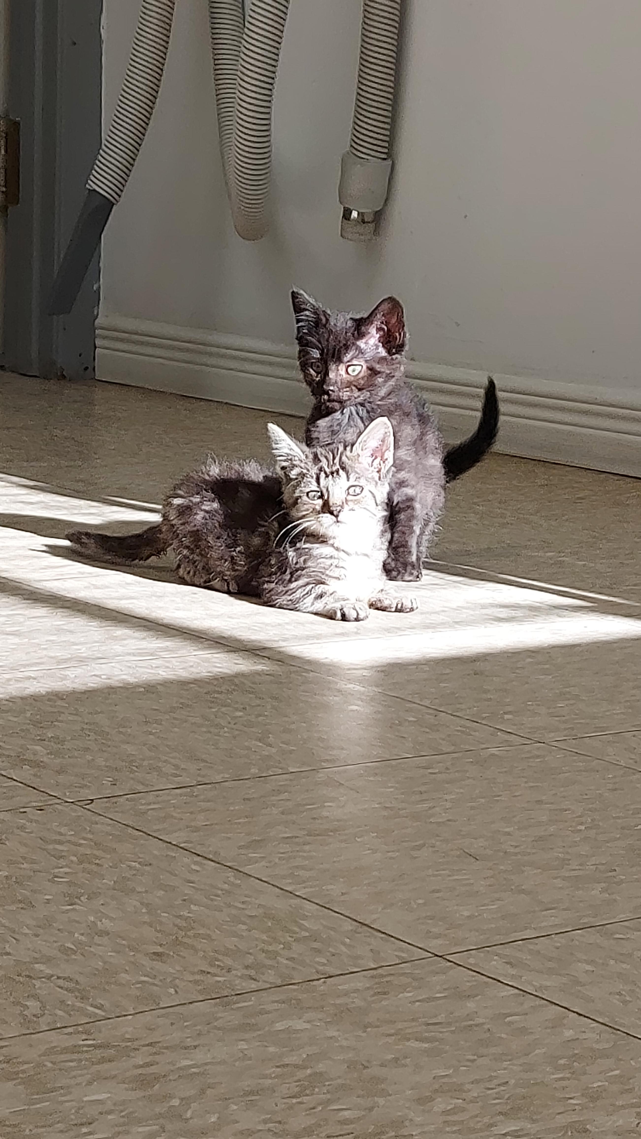 Binx, Adopted, Adult Male Domestic Short Hair.