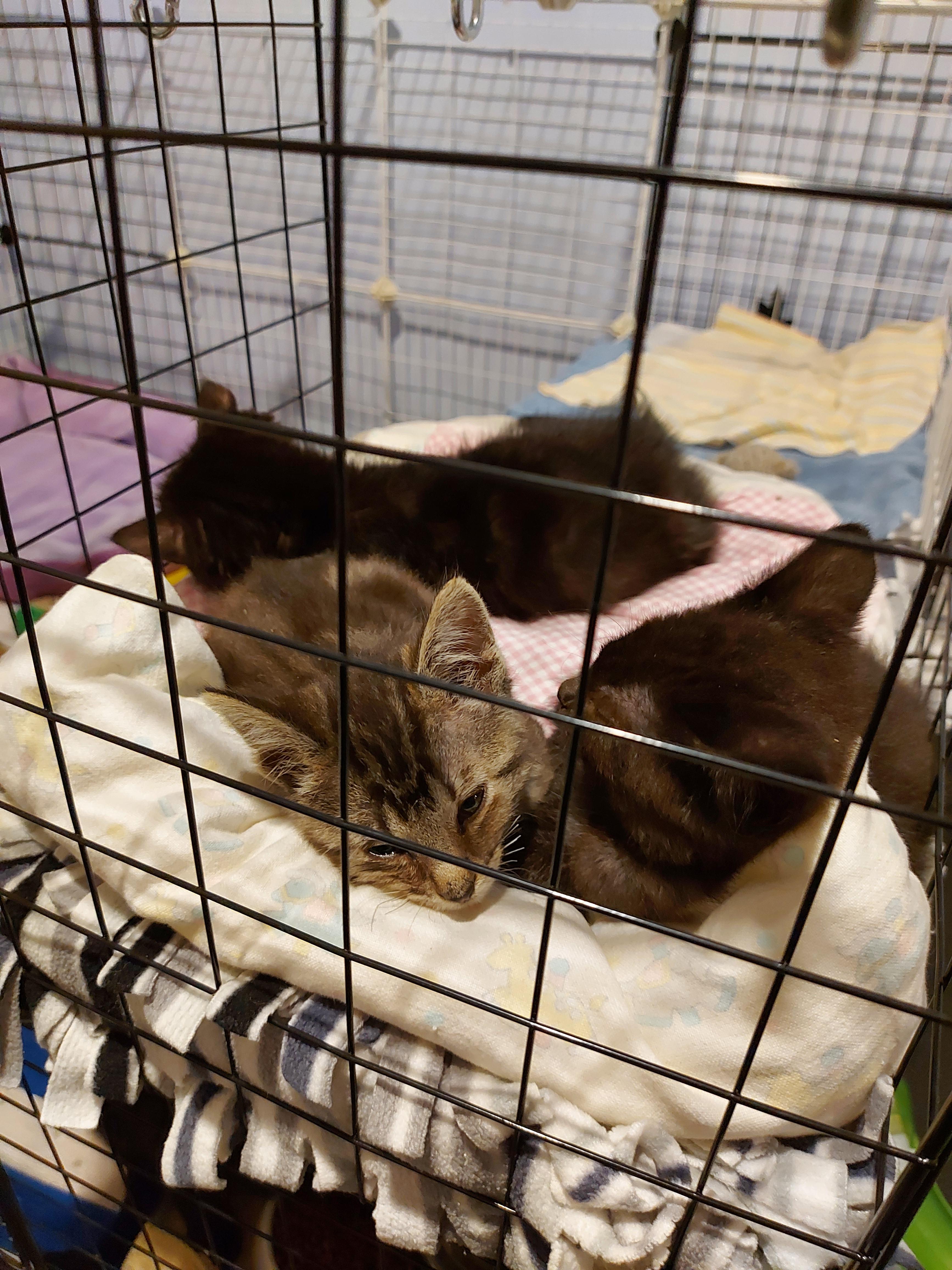 Binx, Adopted, Adult Male Domestic Short Hair.