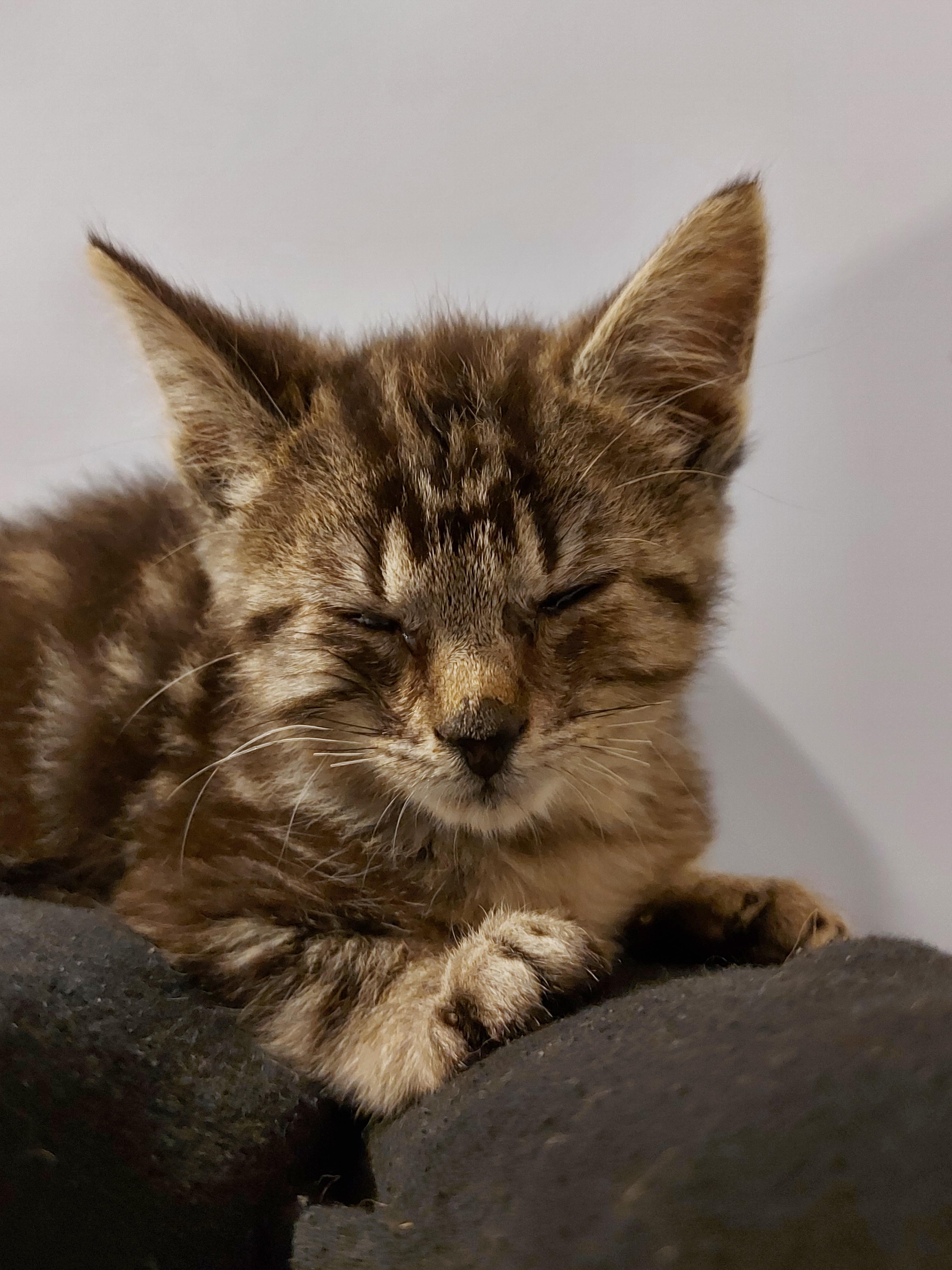 Enlarge Binx, a Adopted Domestic Short Hair in Guelph, ON image 5/6