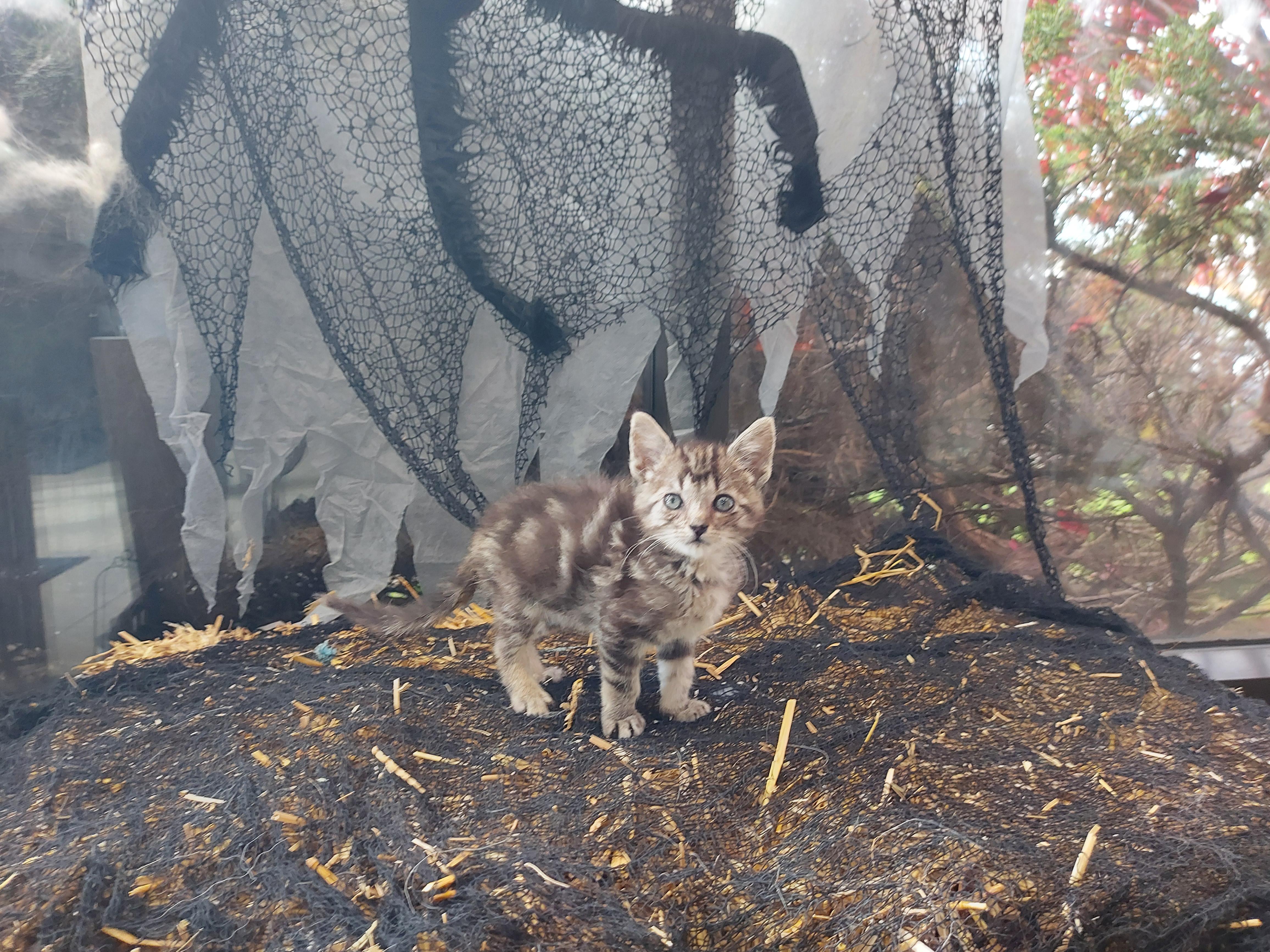 Enlarge Binx, a Adopted Domestic Short Hair in Guelph, ON image 6/6