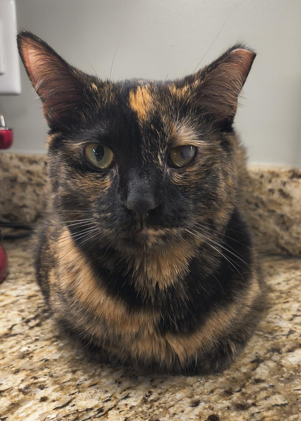 Enlarge Paige, a Adoptable mixed breed in Wyandotte, MI image 1/2