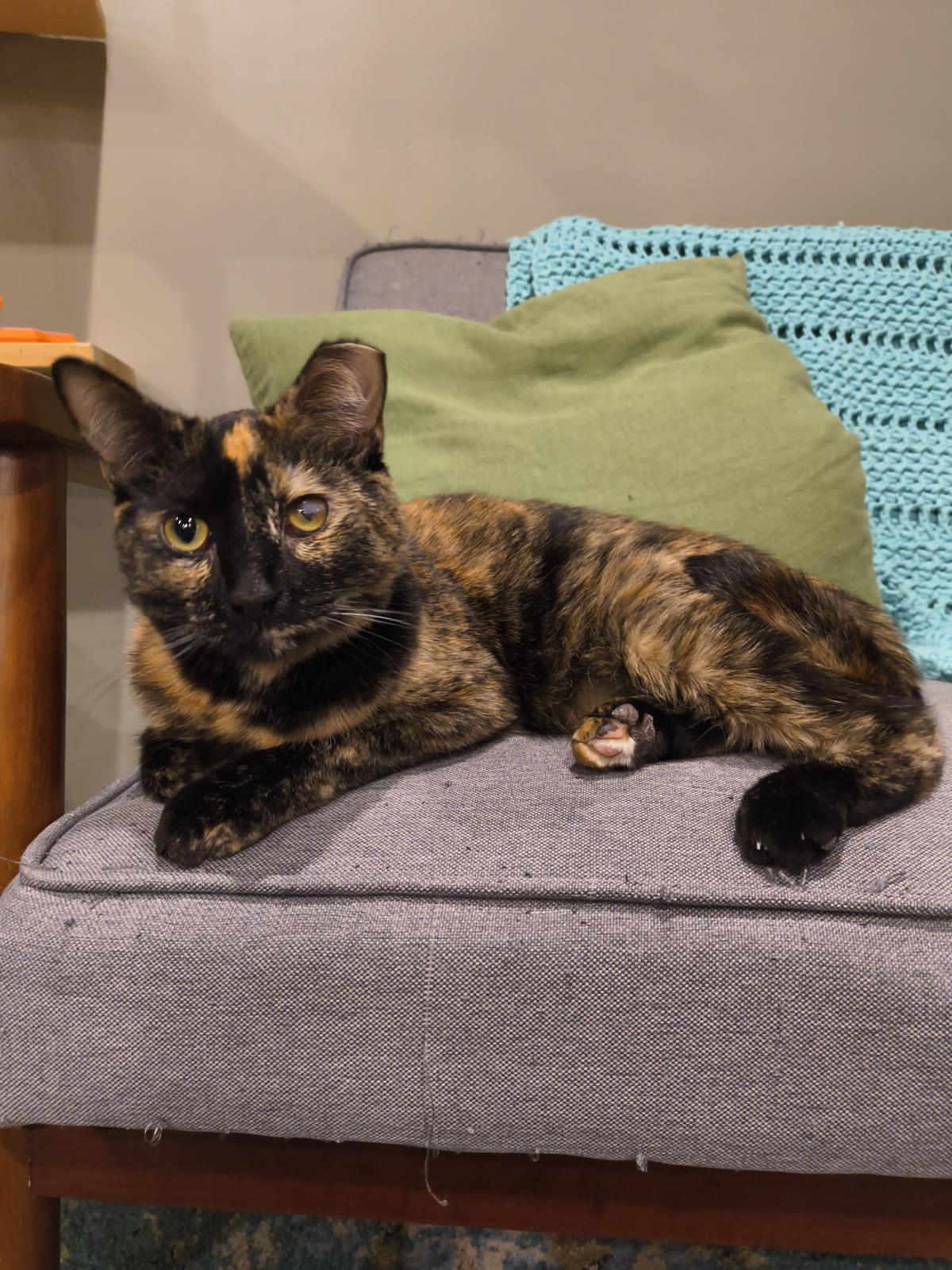 Enlarge Paige, a Adoptable mixed breed in Wyandotte, MI image 2/2