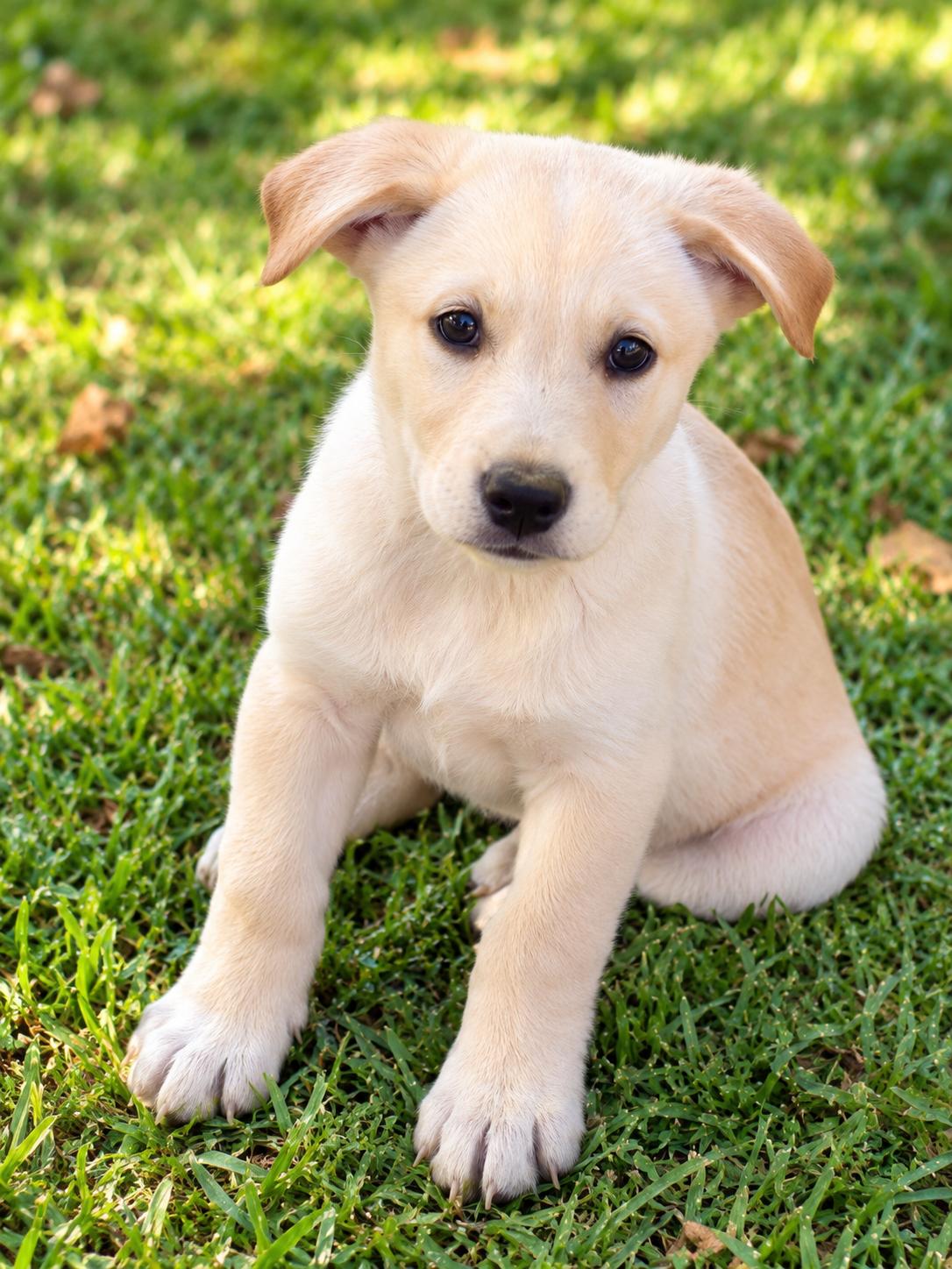 Captain America, Adoptable, Young Male Golden Retriever & Anatolian Shepherd.