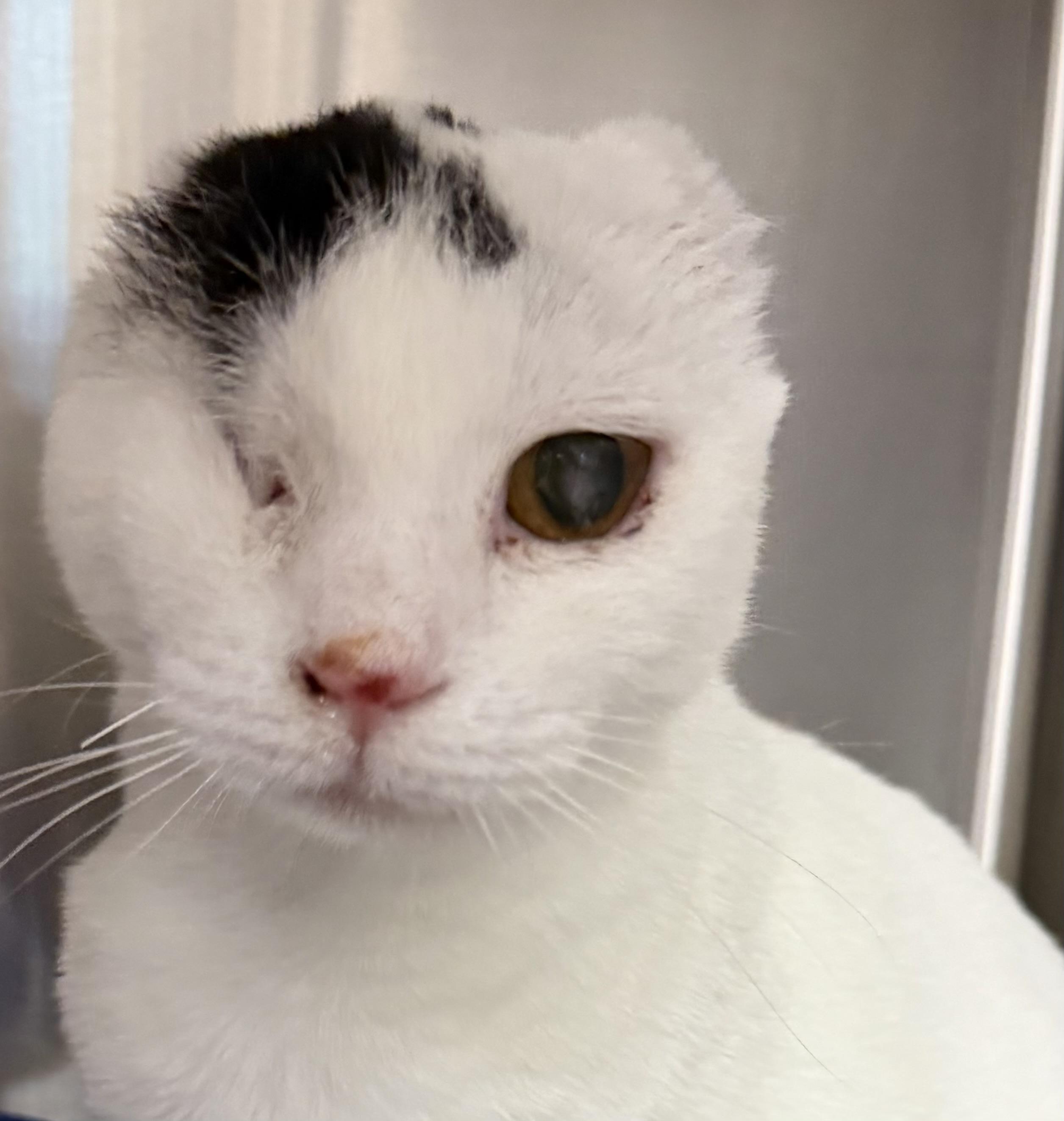 Enlarge Stella Bella (from Italy), a ADOPTABLE Domestic Short Hair in Fernandina Beach, FL image 1/5