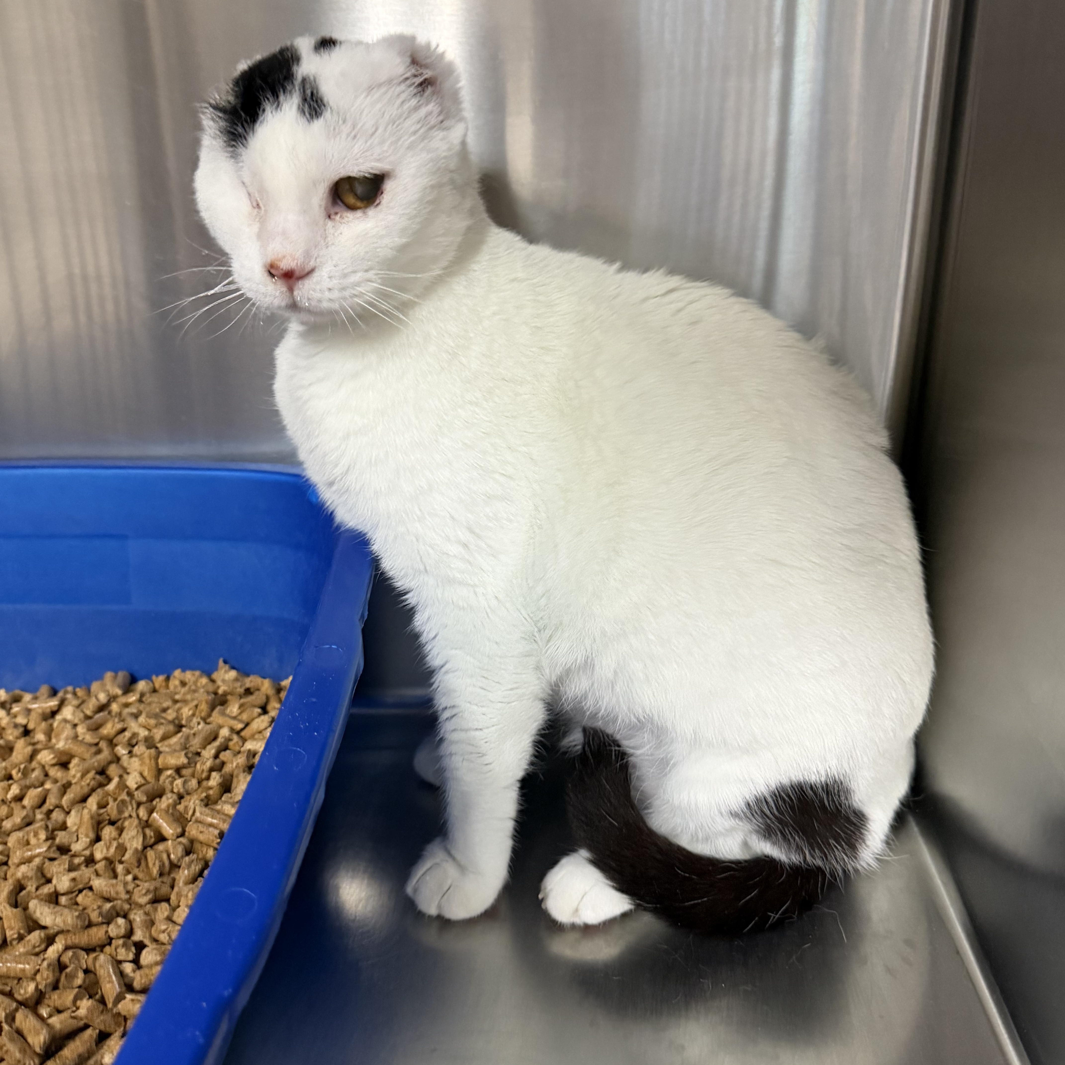 Enlarge Stella Bella (from Italy), a ADOPTABLE Domestic Short Hair in Fernandina Beach, FL image 4/5