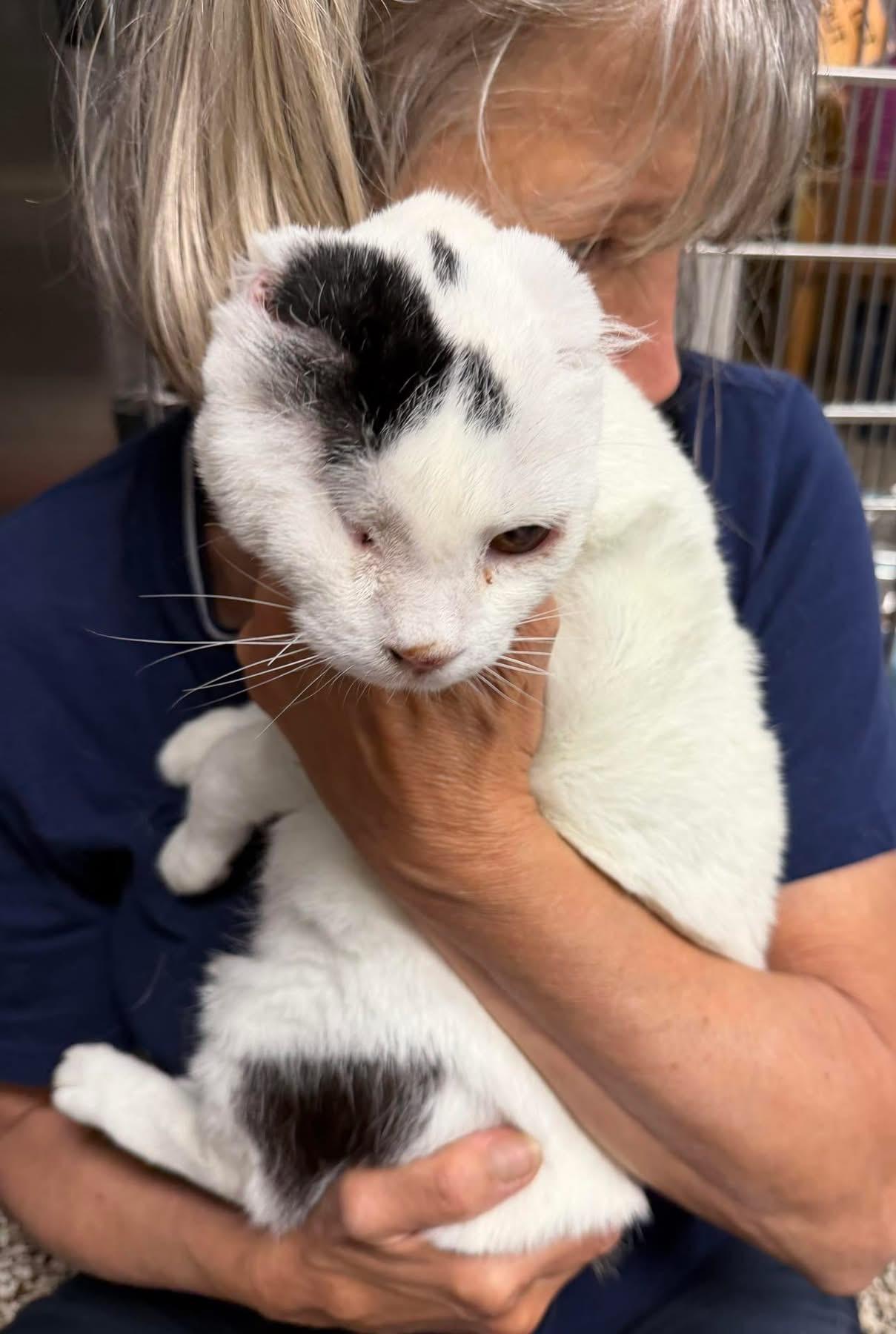 Enlarge Stella Bella (from Italy), a ADOPTABLE Domestic Short Hair in Fernandina Beach, FL image 2/5