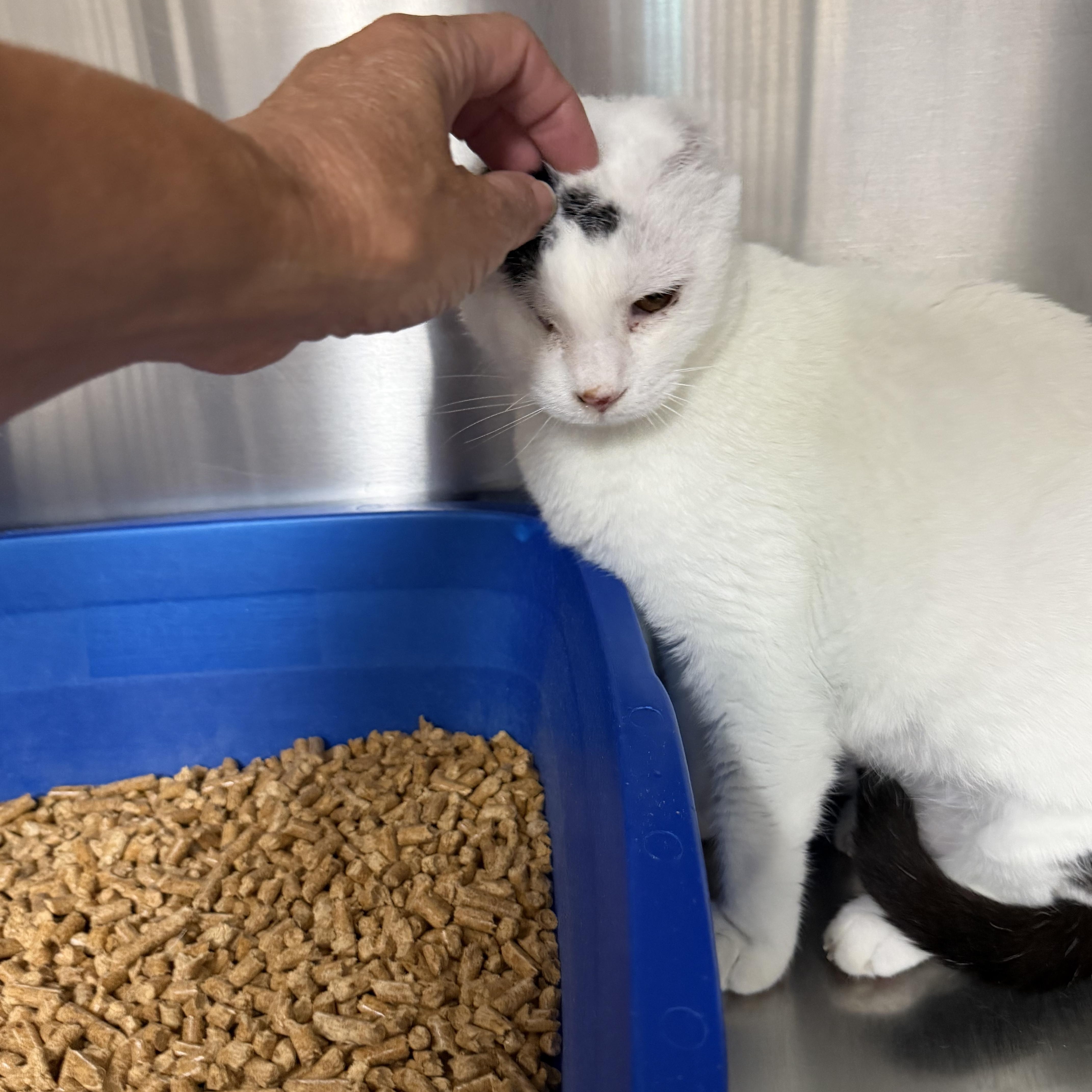 Enlarge Stella Bella (from Italy), a ADOPTABLE Domestic Short Hair in Fernandina Beach, FL image 5/5