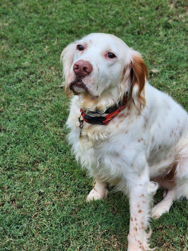 Edgar, a Adoptable English Setter in Boerne, TX image 2/6