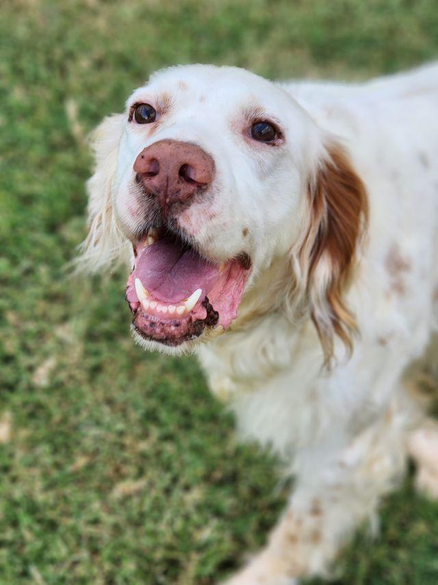 Edgar, a Adoptable English Setter in Boerne, TX image 3/6