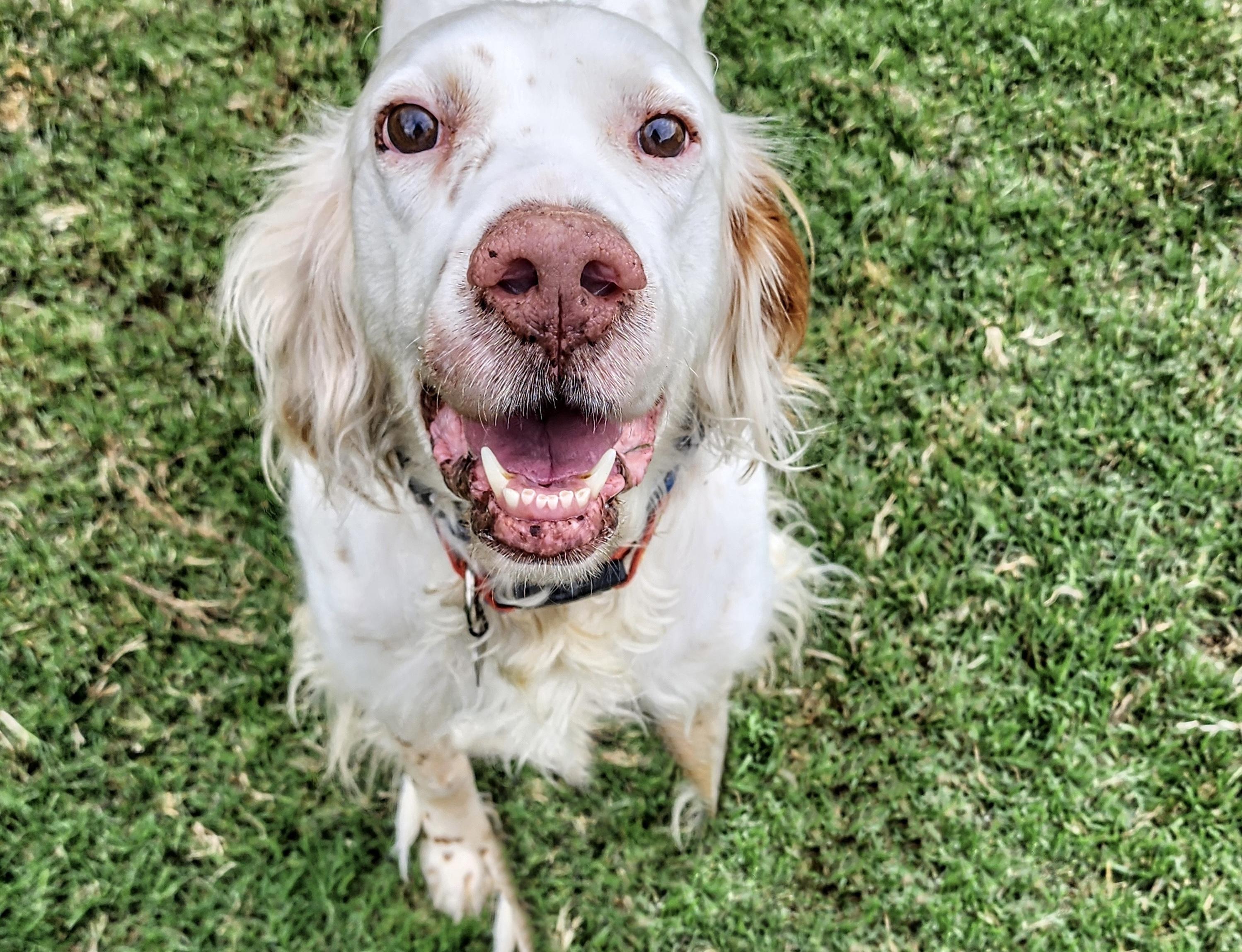 Edgar, a Adoptable English Setter in Boerne, TX image 4/6