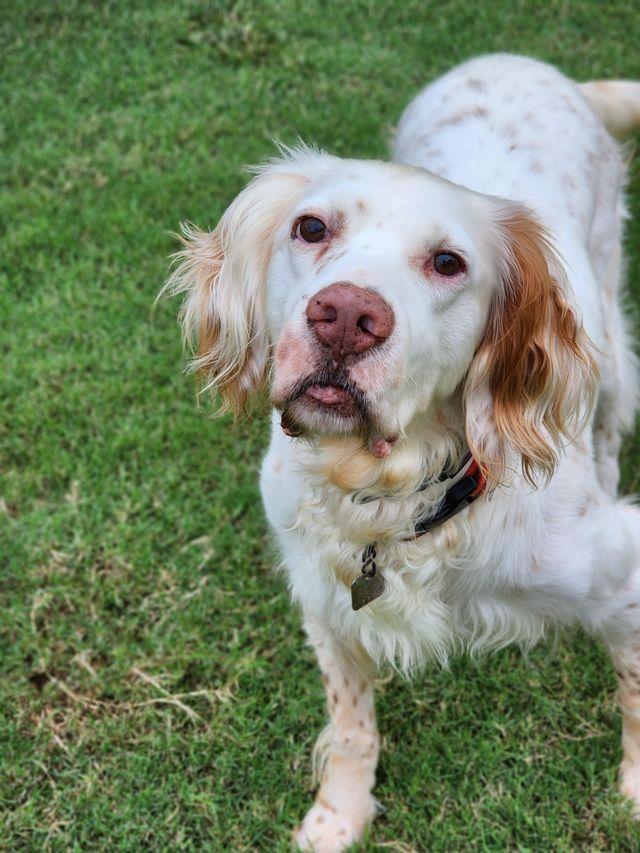 Edgar, a Adoptable English Setter in Boerne, TX image 5/6