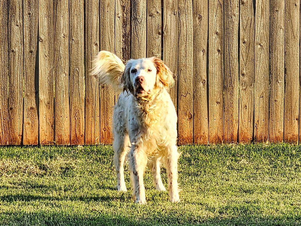 Edgar, a Adoptable English Setter in Boerne, TX image 6/6