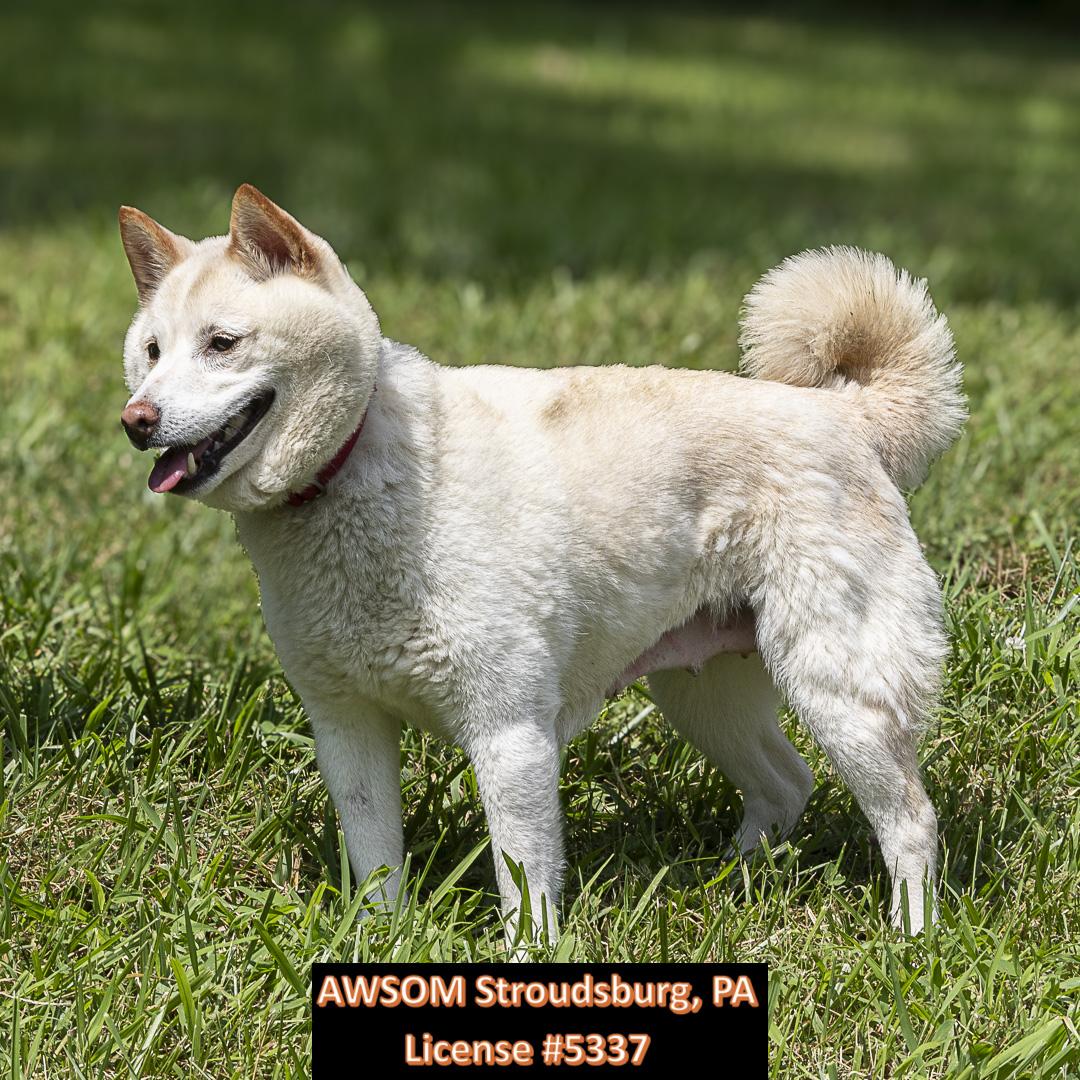 Cloud, a Adoptable mixed breed in Stroudsburg, PA image 2/3