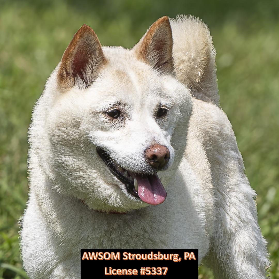 Cloud, a Adoptable mixed breed in Stroudsburg, PA image 3/3