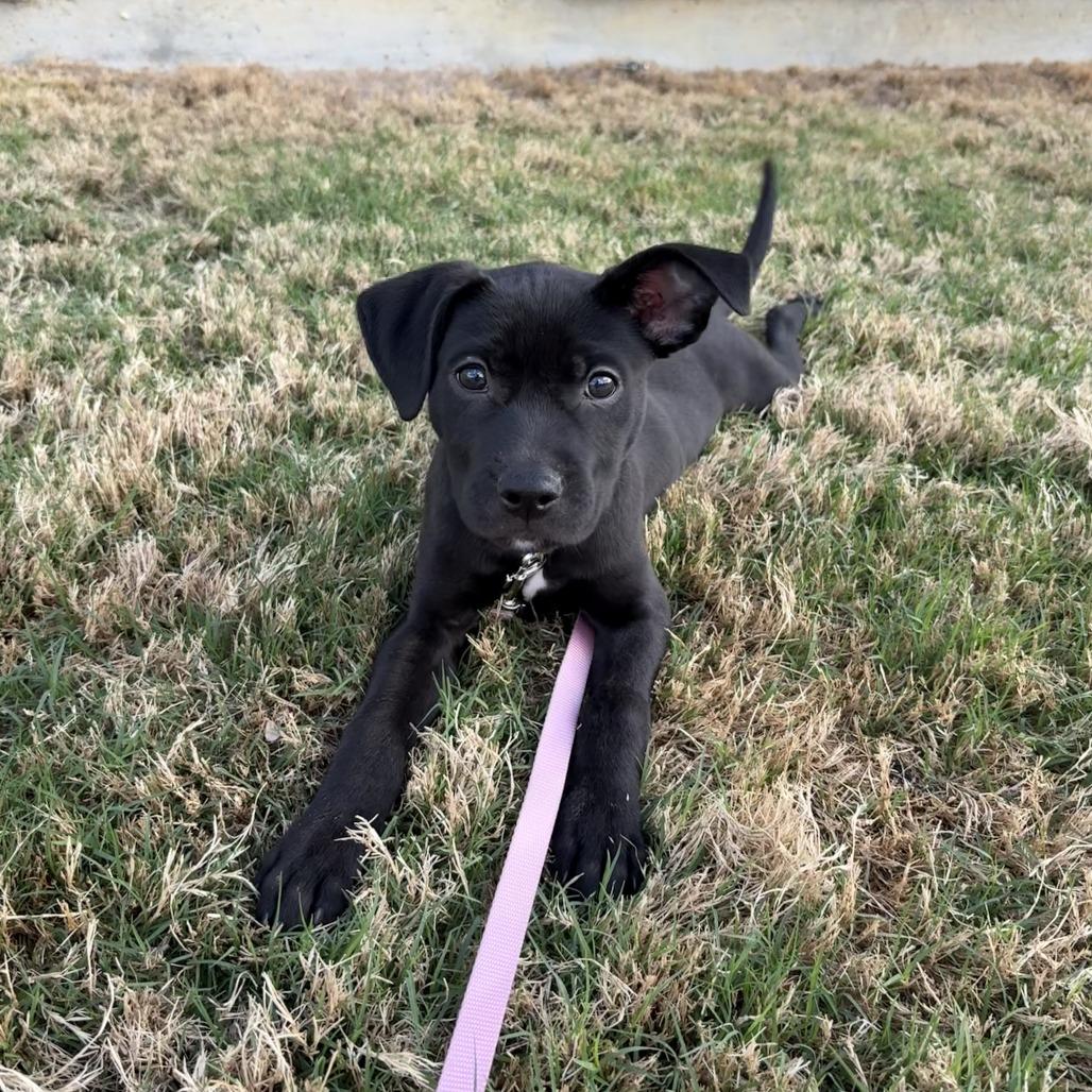 Darling Daffodil — thumbnail 4