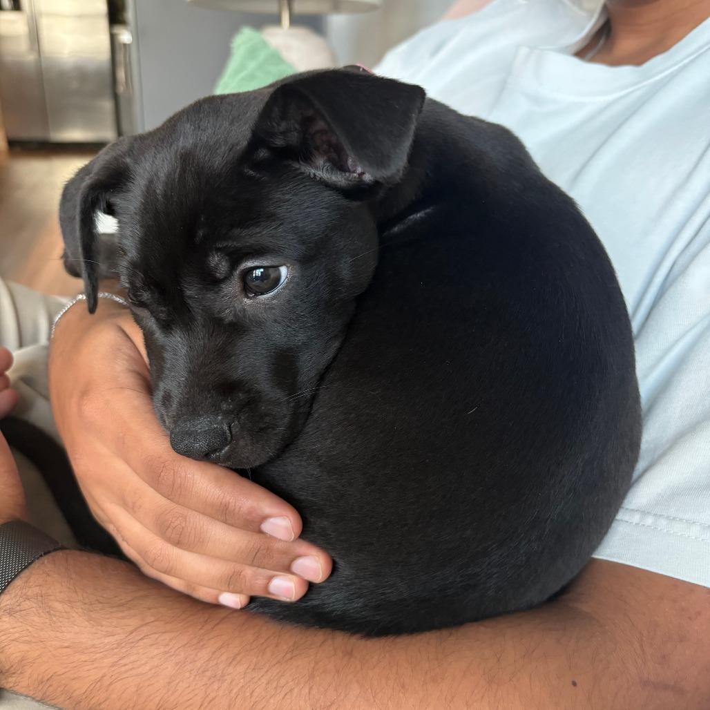 Darling Daffodil — thumbnail 5